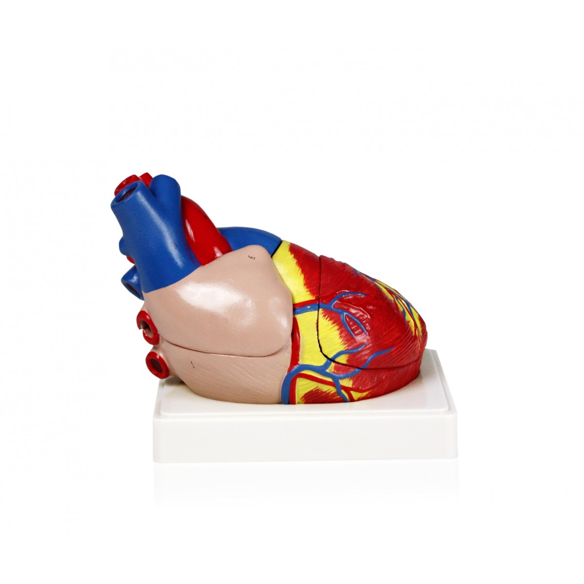 Walter Heart Model, 3X Life Size - 3 Parts - Circulatory System - Human ...