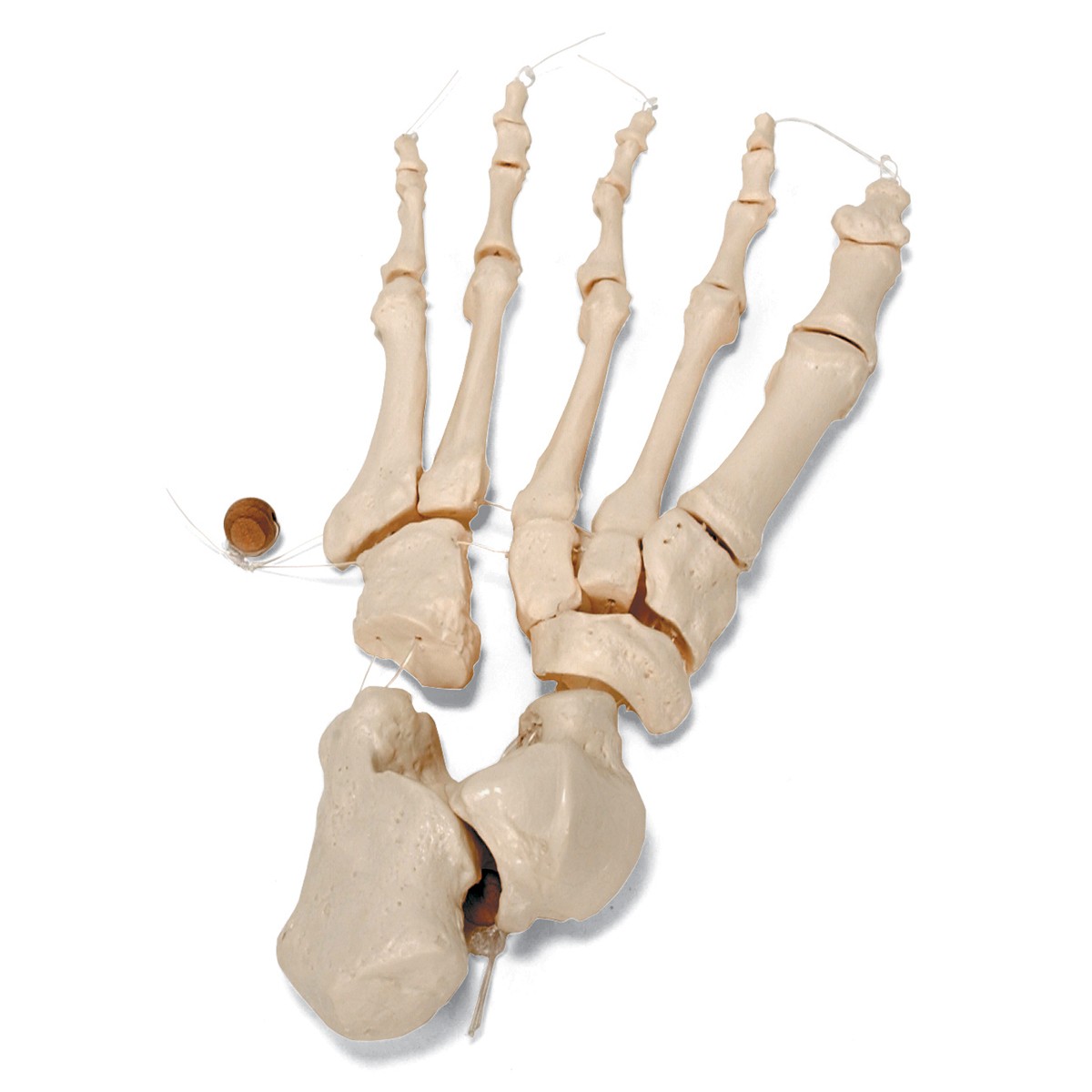 Loose bones. Суставы кистей и стоп анатомия. Рука кость с конфетами. Игрушка половина скелет. Articulated hand 3d model.