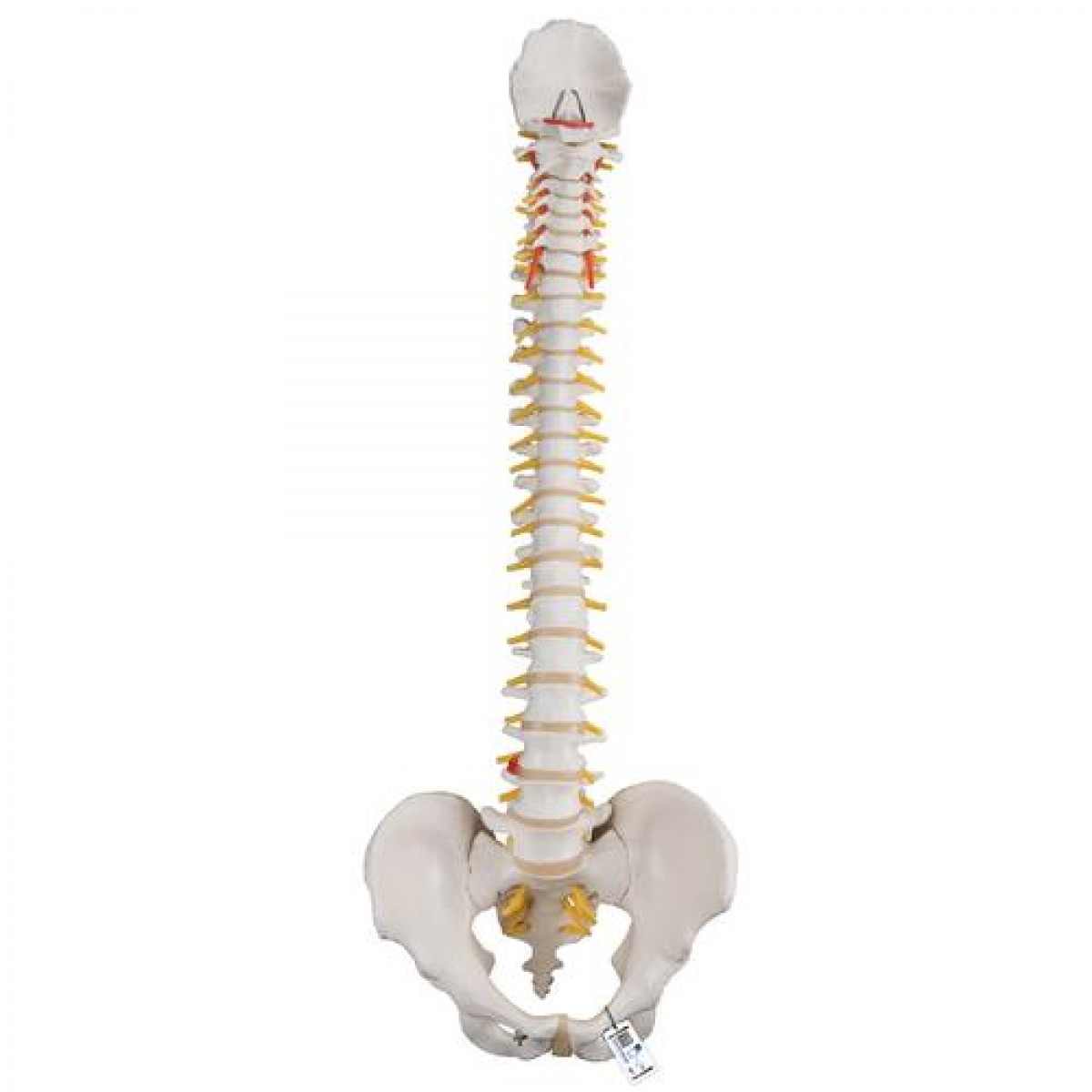 here's SPINAL COLUMN FOOP PIERCE 501の通販 | SHAHEENSOLARSYSTEM