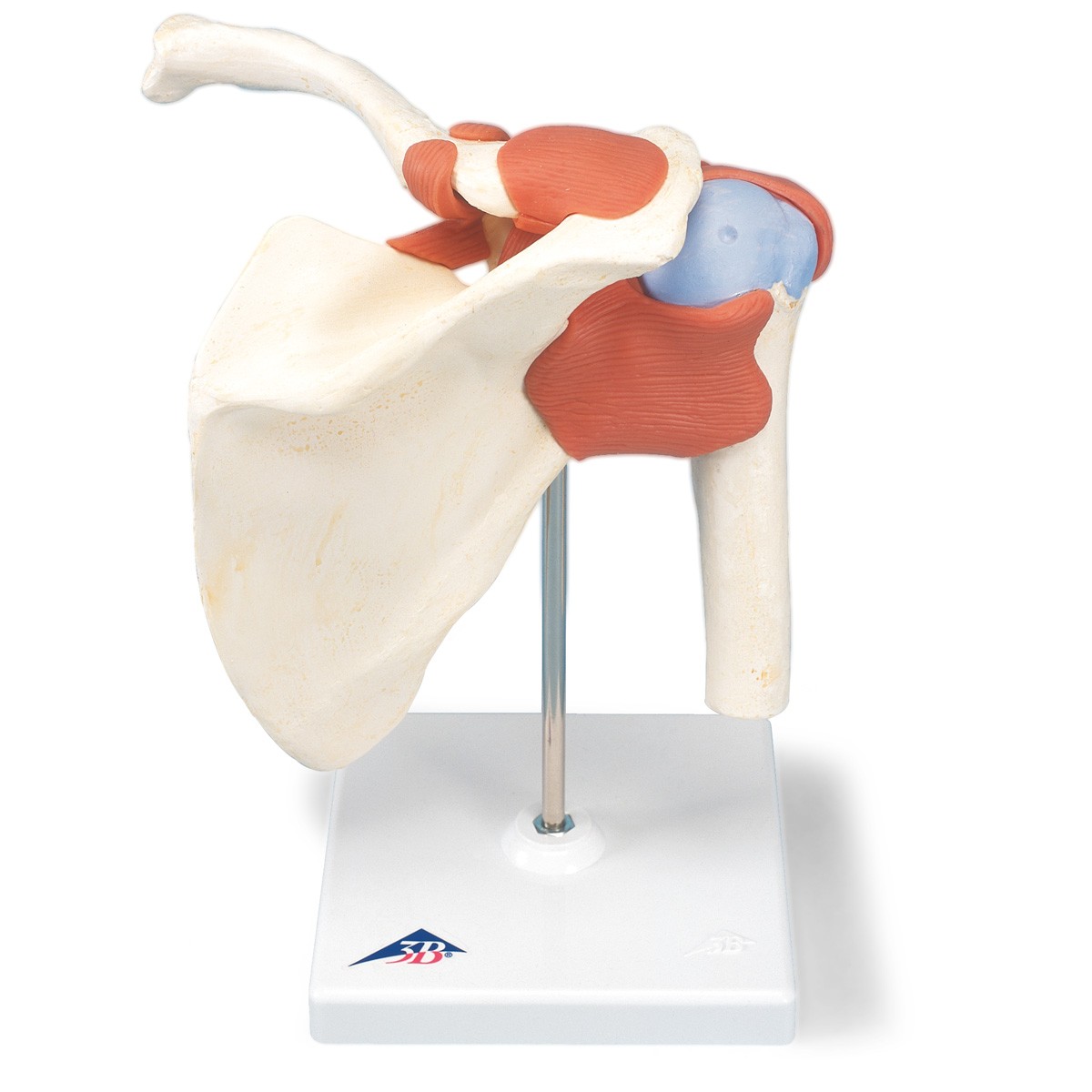3B Anatomical Model - Deluxe Functional Human Shoulder Joint, Physiological Movable