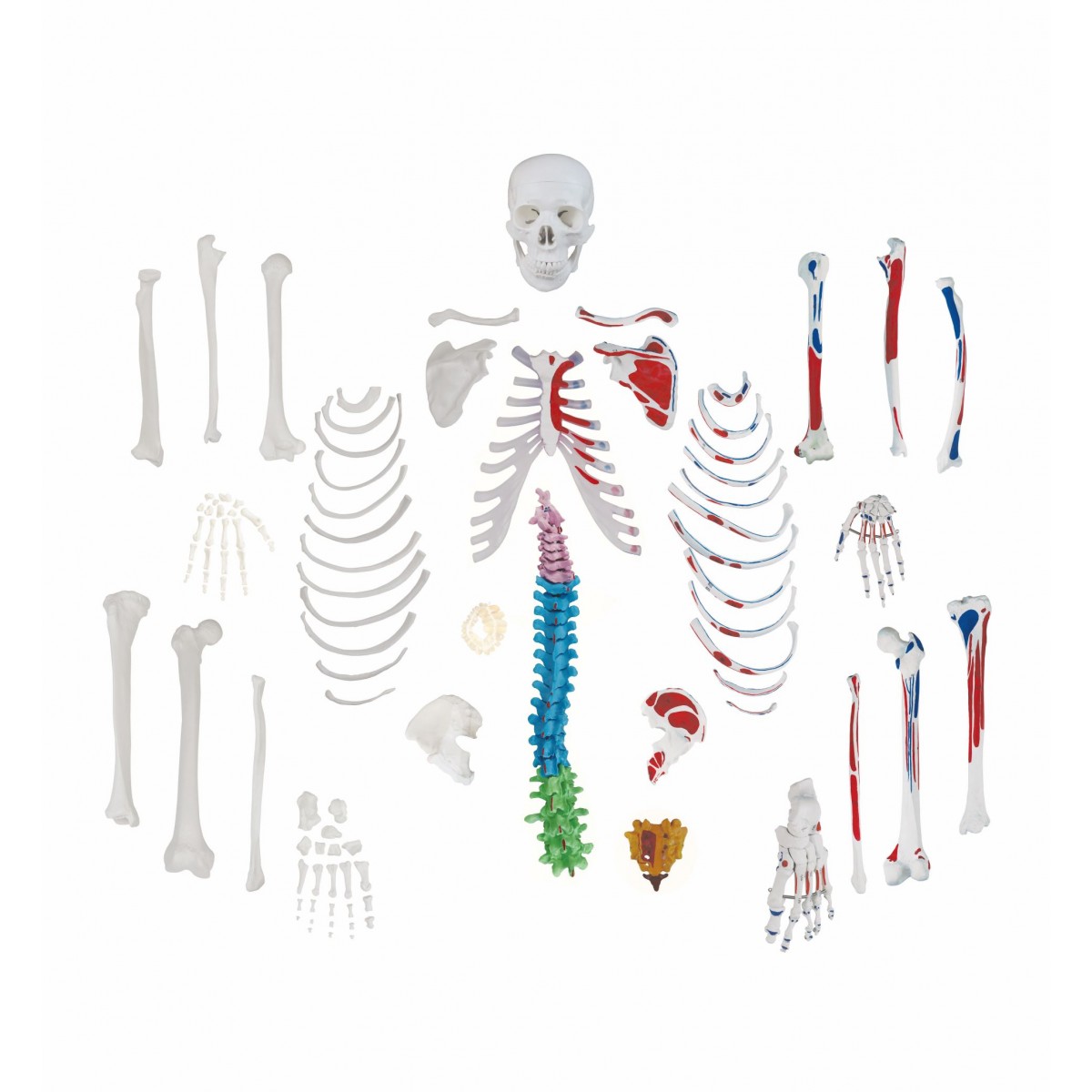 Walter Full Size Disarticulated Skeleton W Muscles Color Coded Spinal Column Skeletons Skeletal System Human Anatomy Biology