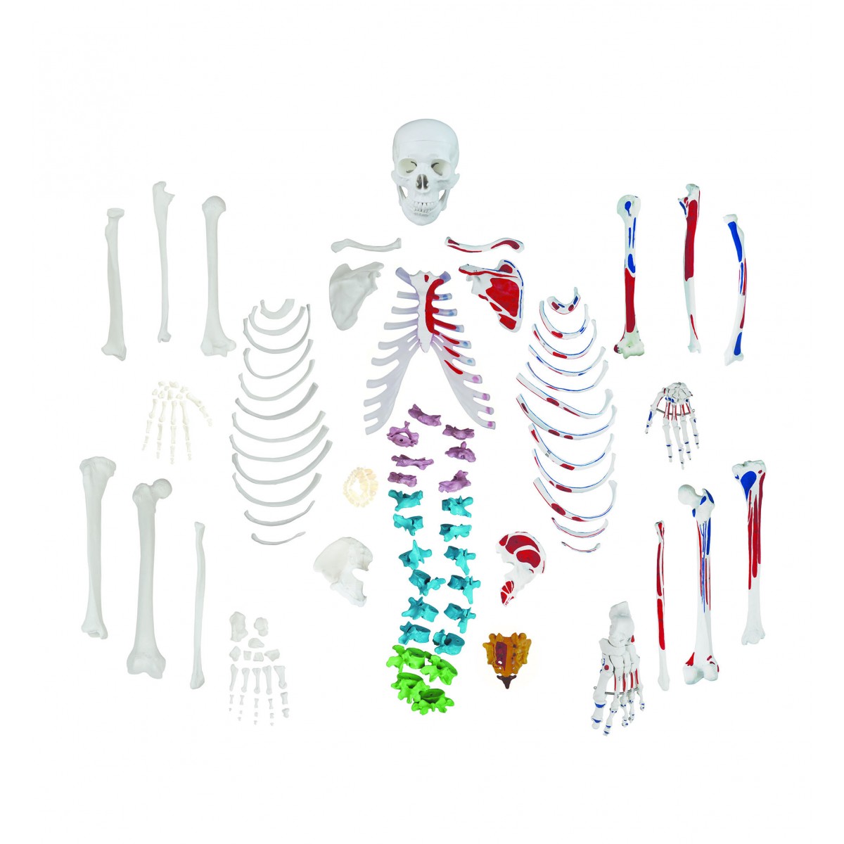 skeletal system drawing with color