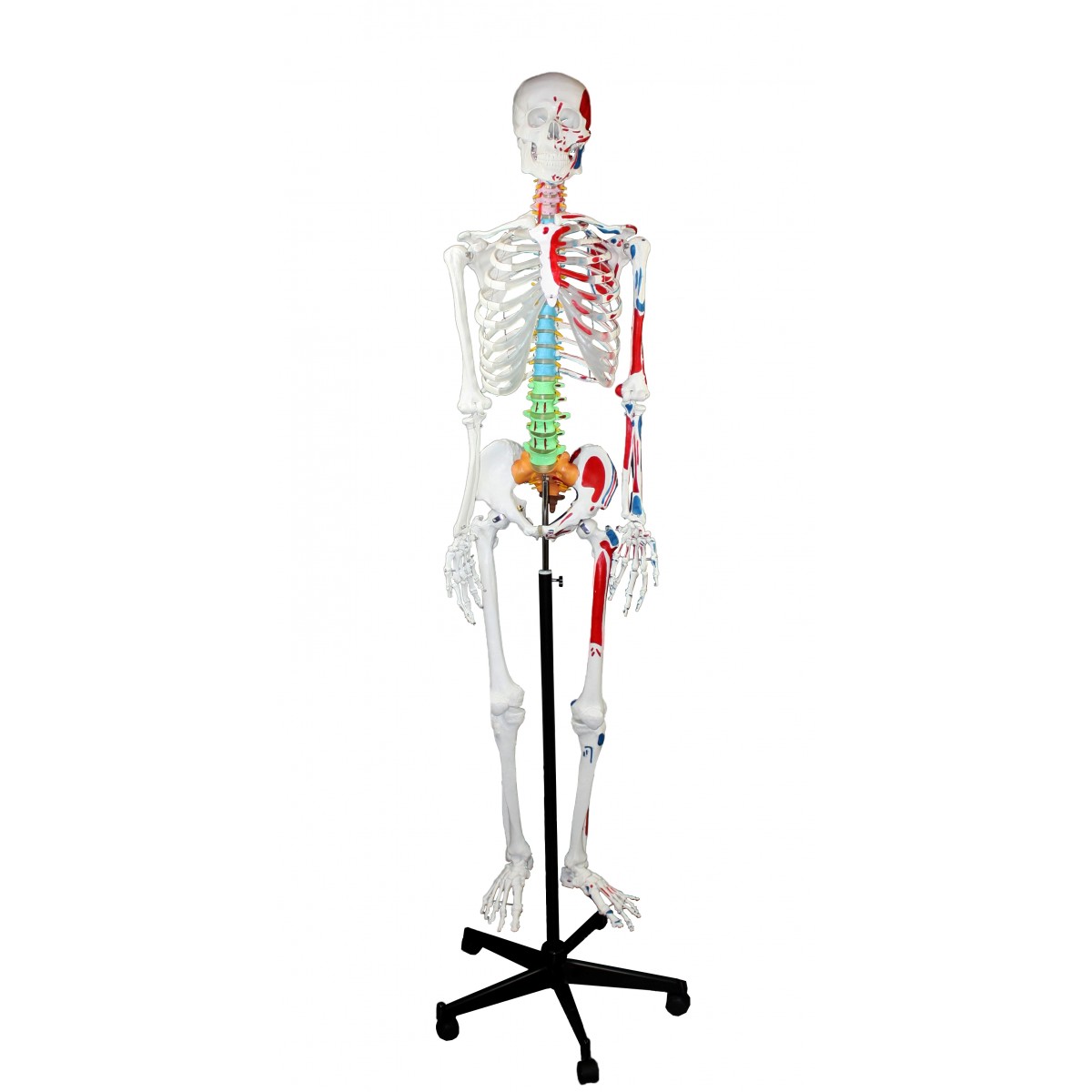 Walter Full Size Skeleton W Muscles Color Coded Spinal Column Skeletons Skeletal System Human Anatomy Biology