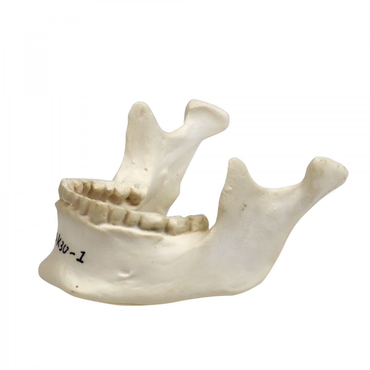 Walter Disarticulated Skull Skulls Skeletal System Human Anatomy
