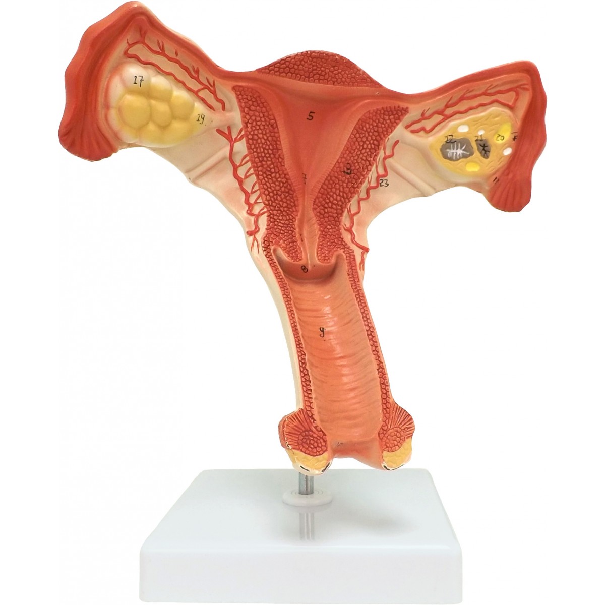 walter-female-internal-reproductive-organs-reproductive-system