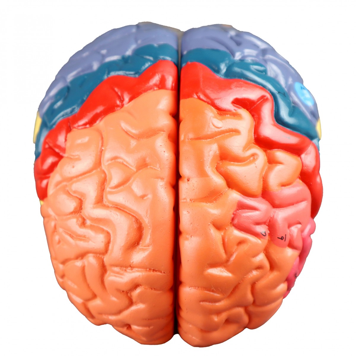Walter Regional Color-Coded Brain - Head, Brain, Nervous System - Human