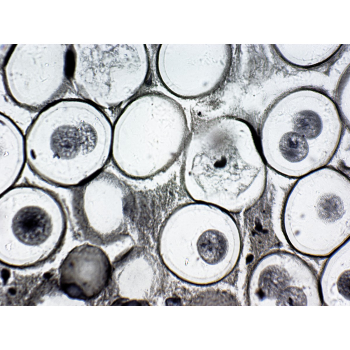 Genetics Prepared Slides - Prepared Slides - Slides - Microscopy