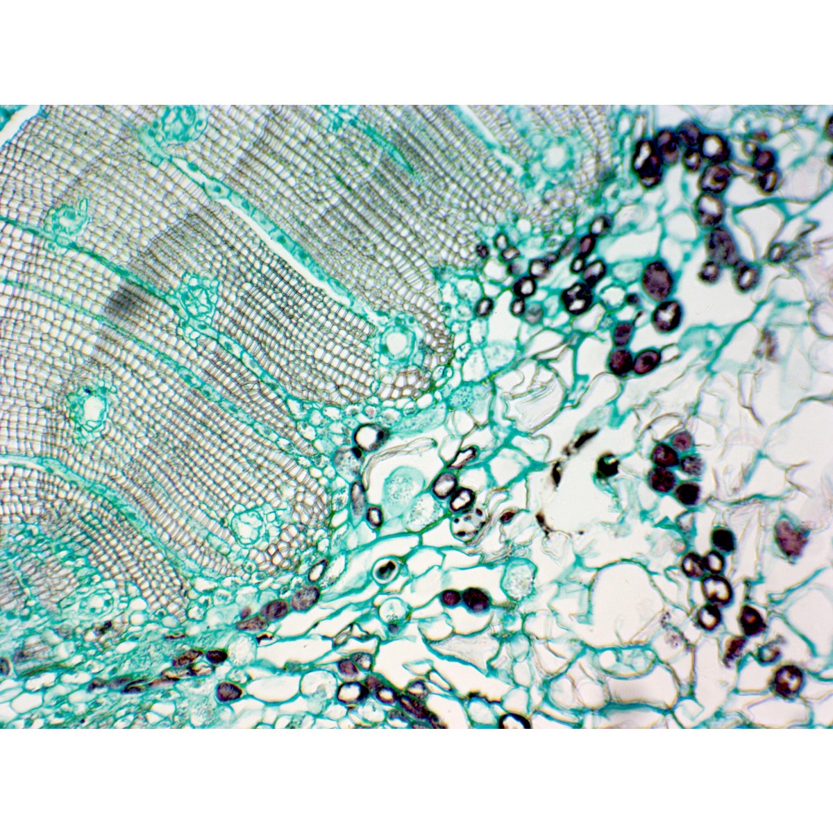 Plants Prepared Slides Prepared Slides Slides Microscopy