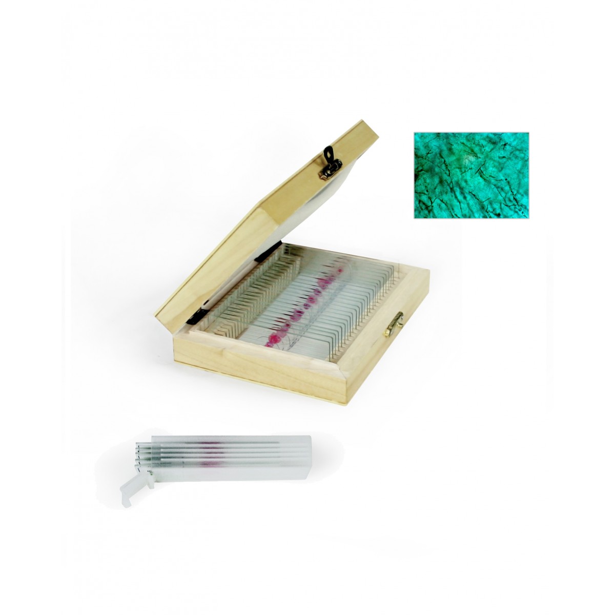 Fungi Prepared Slides Prepared Slides Slides Microscopy