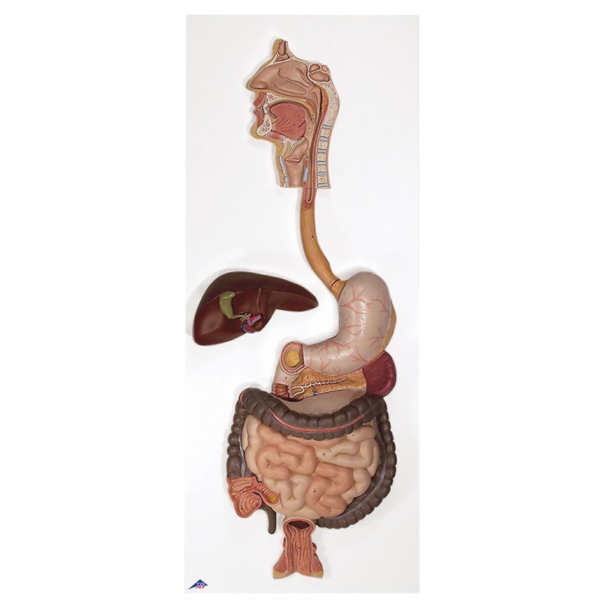 3B Digestive System Model Life Size 3 Parts Digestive System 