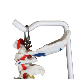 Walter Life Size Spinal Column w/Muscles - Spinal Column - Skeletal
