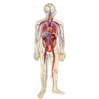 Walter Human Circulatory System