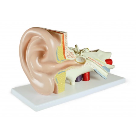 Walter Ear Model, 3 Parts