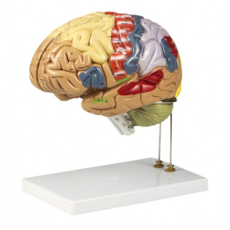 Walter Color-Coded Human Brain