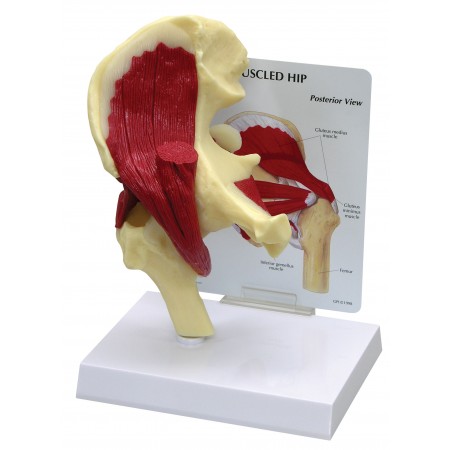 Hip Joint with Muscles