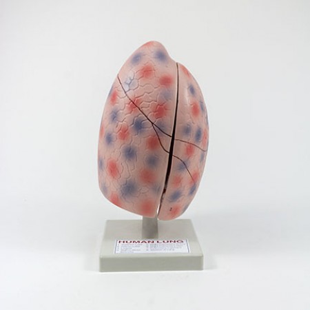 Model of the Human Lung