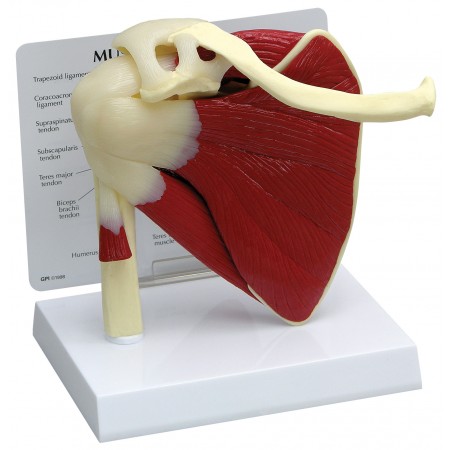 Shoulder Joint with Muscles