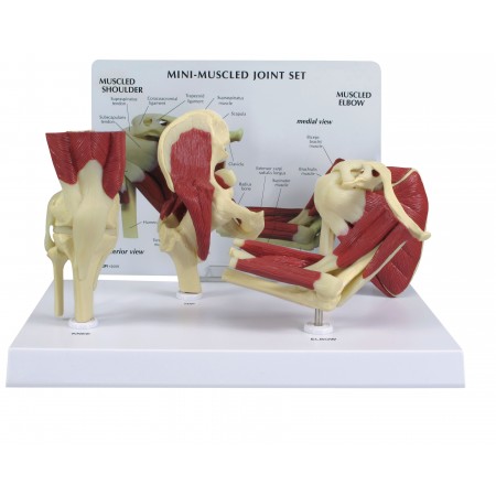Mini Muscled Joint Set