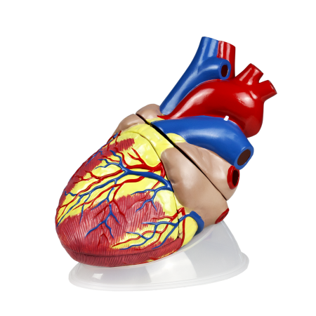 Walter Jumbo Heart Model, 5X Life-Size - 3 Parts
