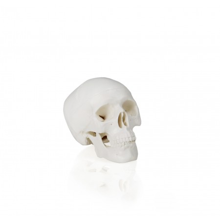 Walter Mini Skull