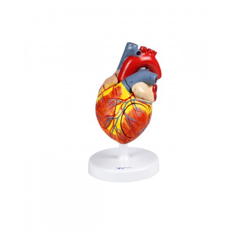 Walter Heart Model, 2X Life-Size - 4 Parts