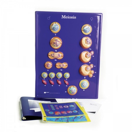 Meiosis Model Activity Set