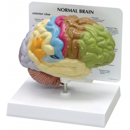 Sensory/Motor Half-Brain