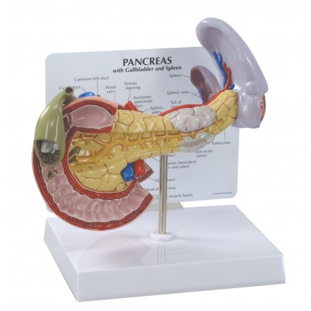 Pancreas w/Gallbladder and Spleen