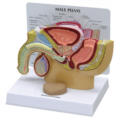 Male Pelvis