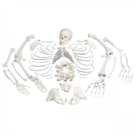 3B Disarticulated Skeleton