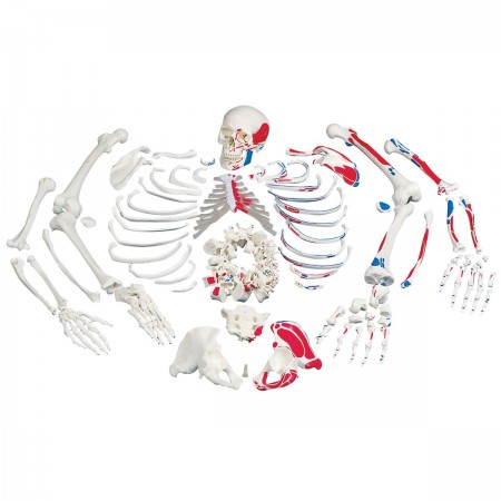 3B Disarticulated Skeleton w/Muscles