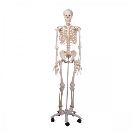 3B Human Skeleton "Stan"