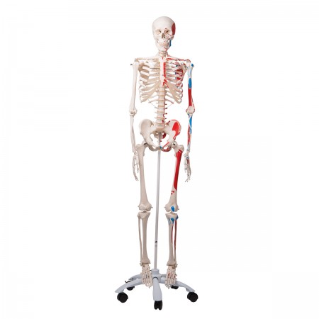 3B Human Skeleton w/Muscles "Max"