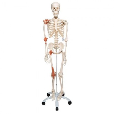 3B Human Skeleton w/Ligaments "Leo"