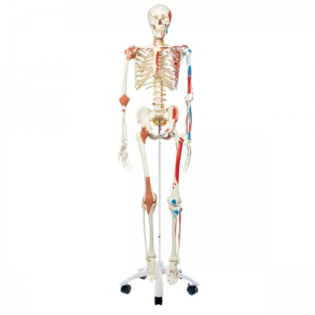 3B Human Skeleton w/Muscles & Ligaments "Sam"
