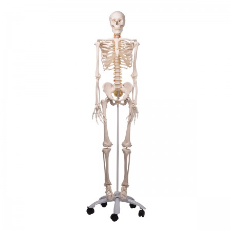 3B Flexible Human Skeleton "Fred"