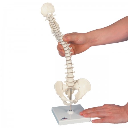 3B Mini Spinal Column, Flexibly Mounted