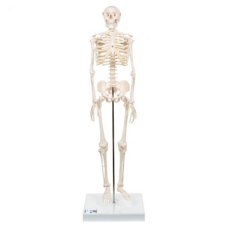 3B Mini Human Skeleton, 1/2 Life-Size
