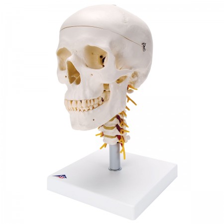 3B Human Skull on Cervical Spine - 4 Parts