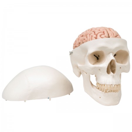 3B Classic Human Skull w/Brain - 8 Parts