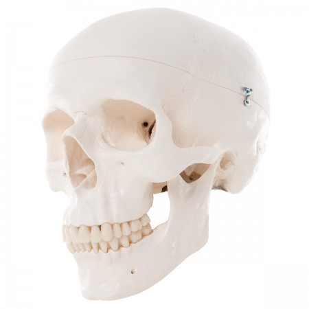 3B Classic Human Skull - 3 Parts