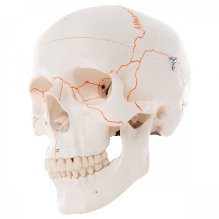 3B Classic Human Skull, Numbered - 3 Parts