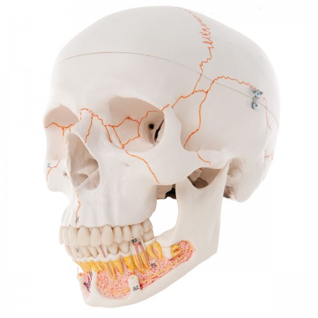 3B Classic Human Skull w/Opened Lower Jaw - 3 Parts