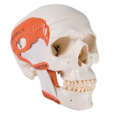 3B Classic Human Skull w/Masticatory Muscles - 2 Parts