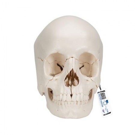 3B Beauchene Human Skull, Bone Colored Version - 22 Parts