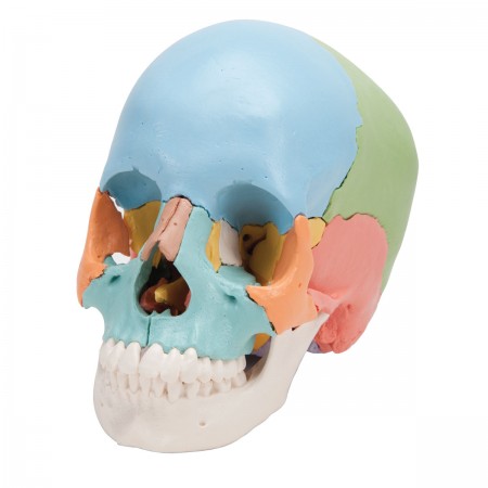 3B Beauchene Human Skull, Didactic Colored Version - 22 Parts
