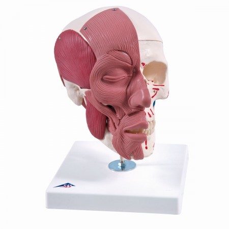 3B Human Skull w/Facial Muscles - 3 Parts