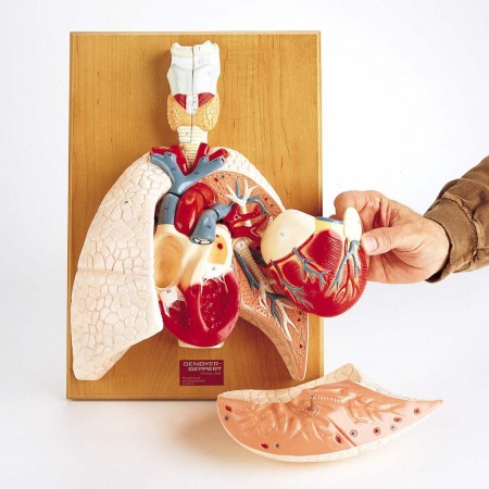 Denoyer Cardiopulmonary System (Heart and Respiratory Organs)