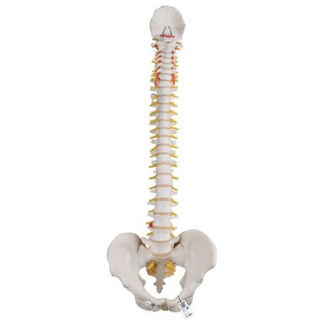 3B Classic Flexible Human Spine