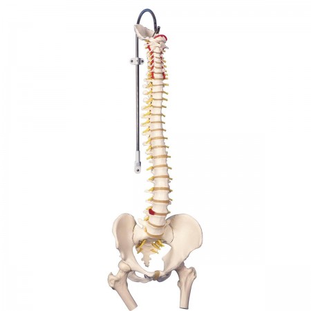 3B Classic Flexible Spine w/Femur Heads